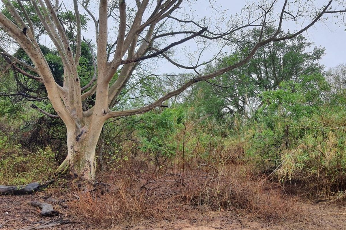 Vacant Land For Sale in Elephant Rock Eco Estate, Hoedspruit - Photo 2