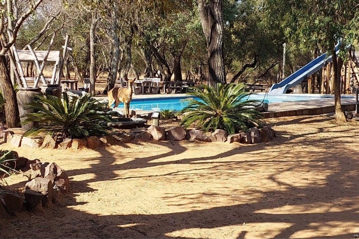 Outdoor pool area featuring a swimming pool with a slide, surrounded by natural landscaping and mature trees in a farm setting.