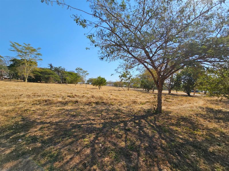 A wide-angle view of a vacant residential plot featuring mature trees and dry grass, offering a natural setting for future development.