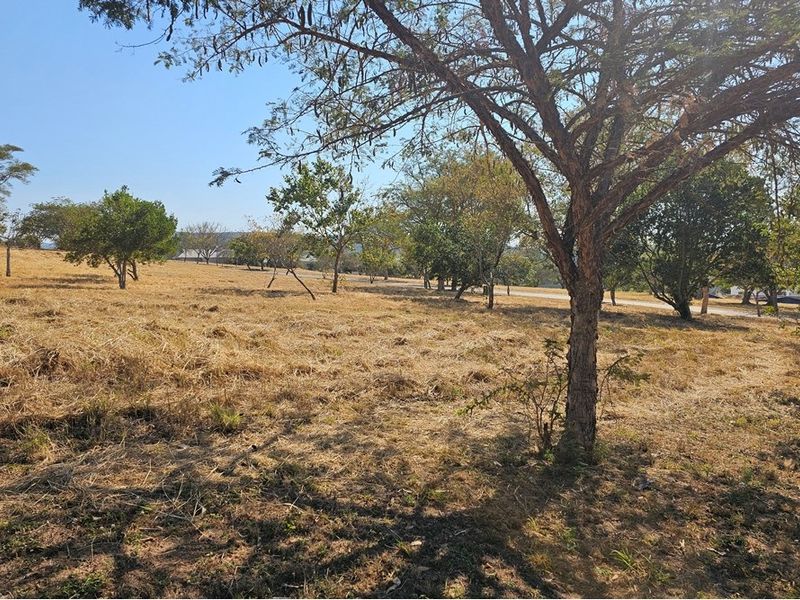 A view of the vacant residential land featuring mature trees and dry grass, offering a natural setting for potential development.