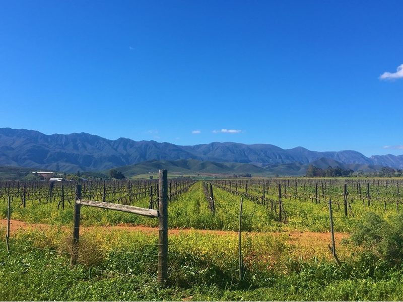 A scenic view of a vineyard with established vines, wire fencing, and mountain vistas in the background.