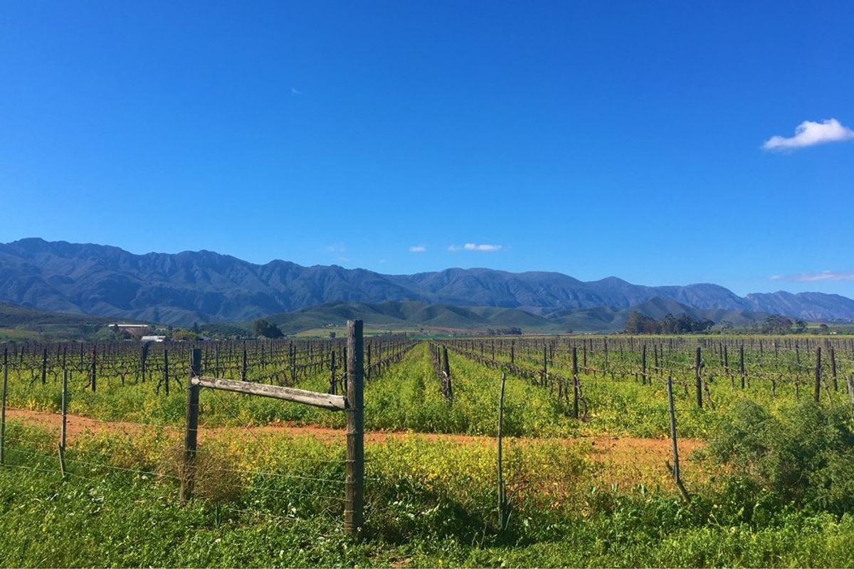 A scenic view of a vineyard with established vines, wire fencing, and mountain vistas in the background.