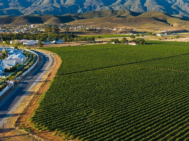 An aerial view of a large vineyard plot situated adjacent to a residential area with scenic mountain views in the background.