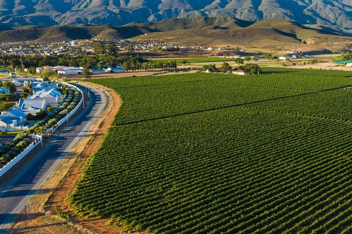 An aerial view of a large vineyard plot situated adjacent to a residential area with scenic mountain views in the background.