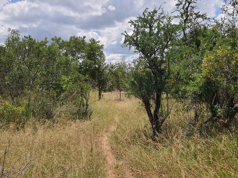 A view of the vacant residential land featuring natural vegetation, indigenous trees, and a small dirt path winding through the property.