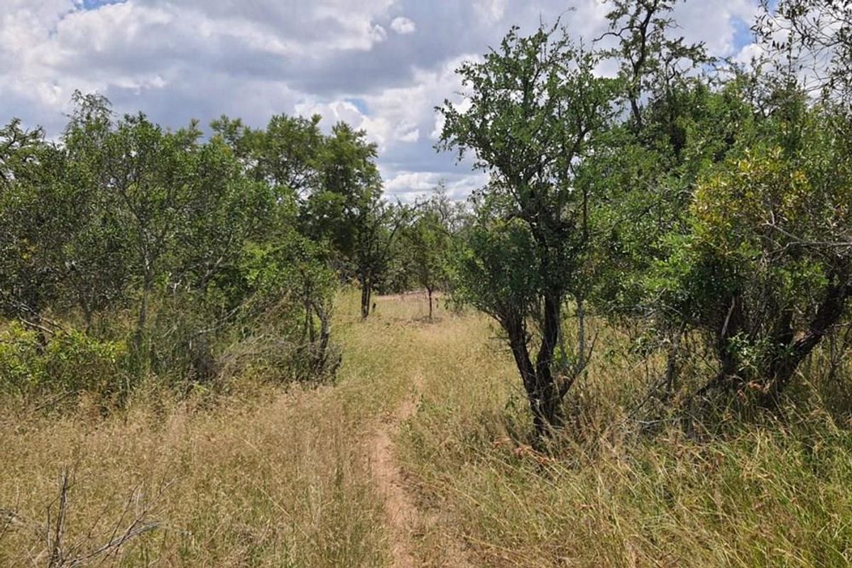 A view of the vacant residential land featuring natural vegetation, indigenous trees, and a small dirt path winding through the property.
