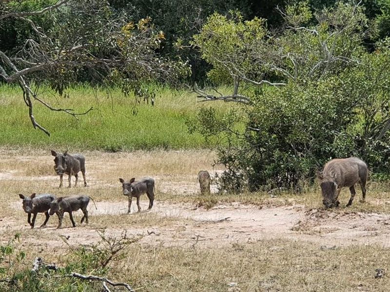A view of the natural landscape on the vacant residential property, featuring indigenous vegetation and local wildlife.