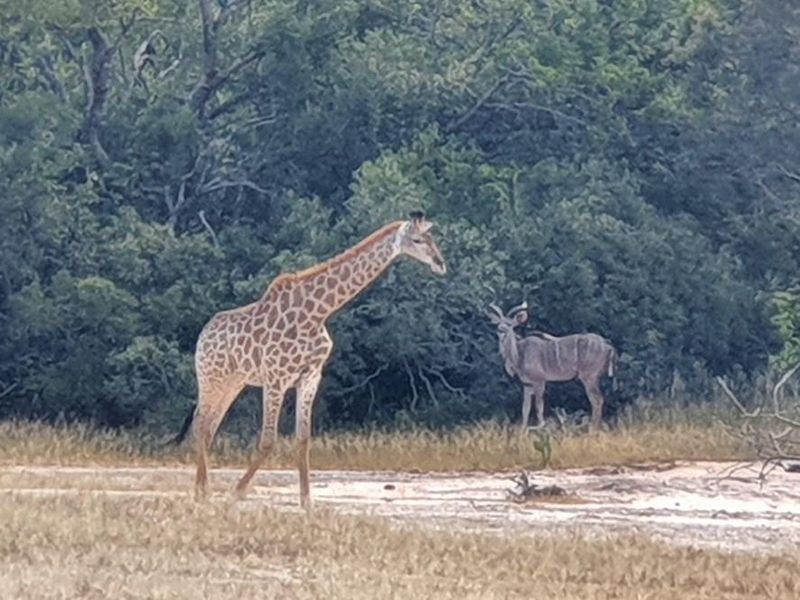 A scenic view of the natural landscape featuring native wildlife, highlighting the property's tranquil and undeveloped bushveld environment.