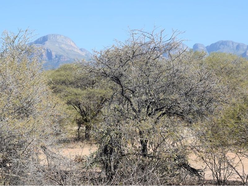 A view of the natural landscape featuring indigenous trees and shrubs with a scenic mountain range in the background.