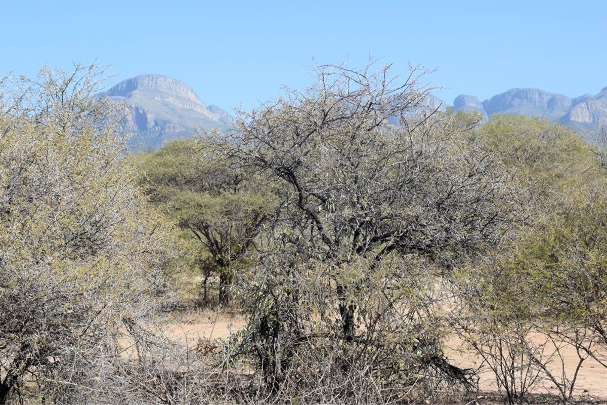 A view of the natural landscape featuring indigenous trees and shrubs with a scenic mountain range in the background.