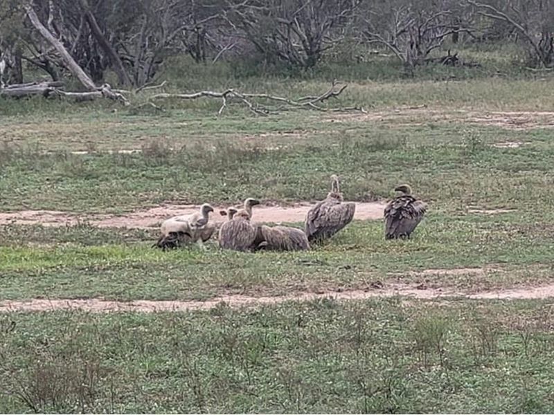 Vacant Land For Sale in Moditlo Nature Reserve, Hoedspruit - Photo 7