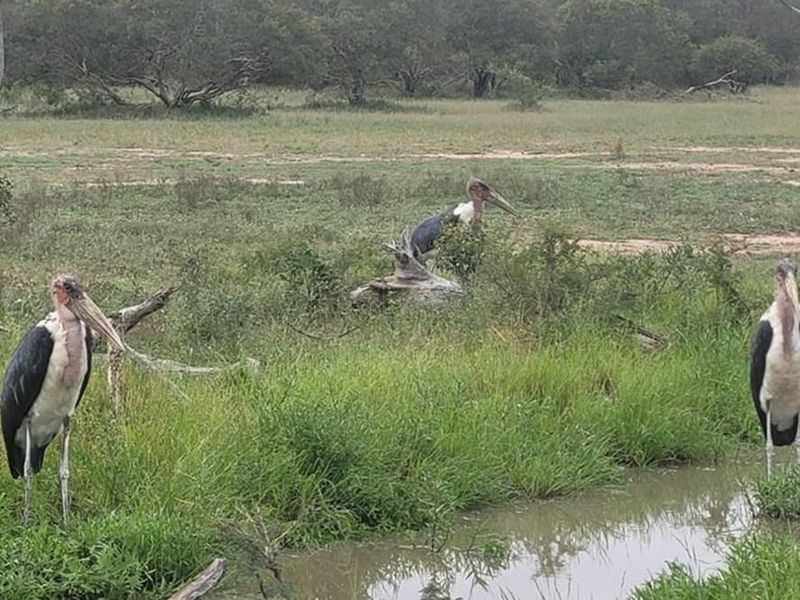 Vacant Land For Sale in Moditlo Nature Reserve, Hoedspruit - Photo 6