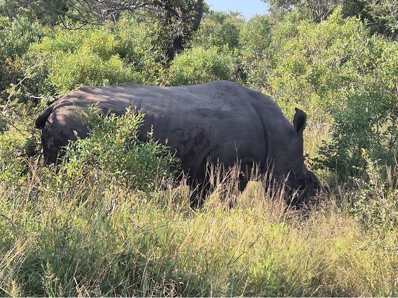 Vacant Land For Sale in Moditlo Nature Reserve, Hoedspruit - Photo 2