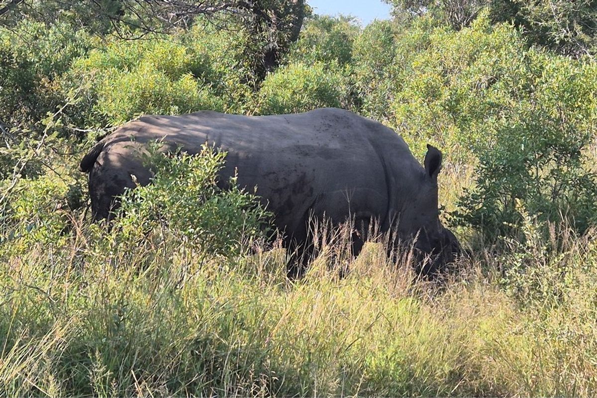 Vacant Land For Sale in Moditlo Nature Reserve, Hoedspruit - Photo 2