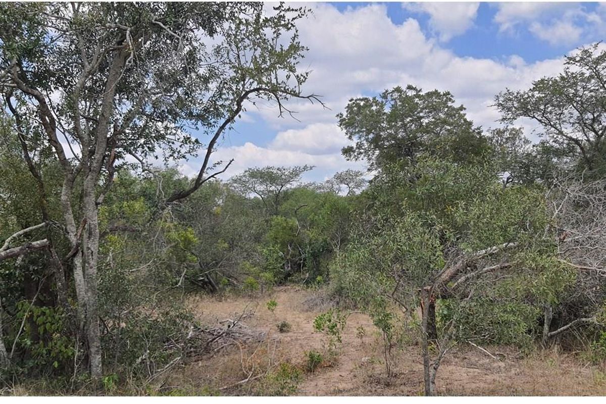 Vacant Land For Sale in Moditlo Nature Reserve, Hoedspruit - Photo 2