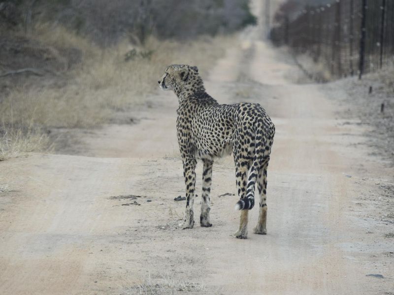 Vacant Land For Sale in Moditlo Nature Reserve, Hoedspruit - Photo 4