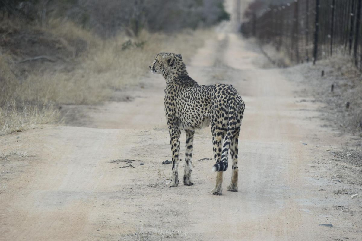 Vacant Land For Sale in Moditlo Nature Reserve, Hoedspruit - Photo 4