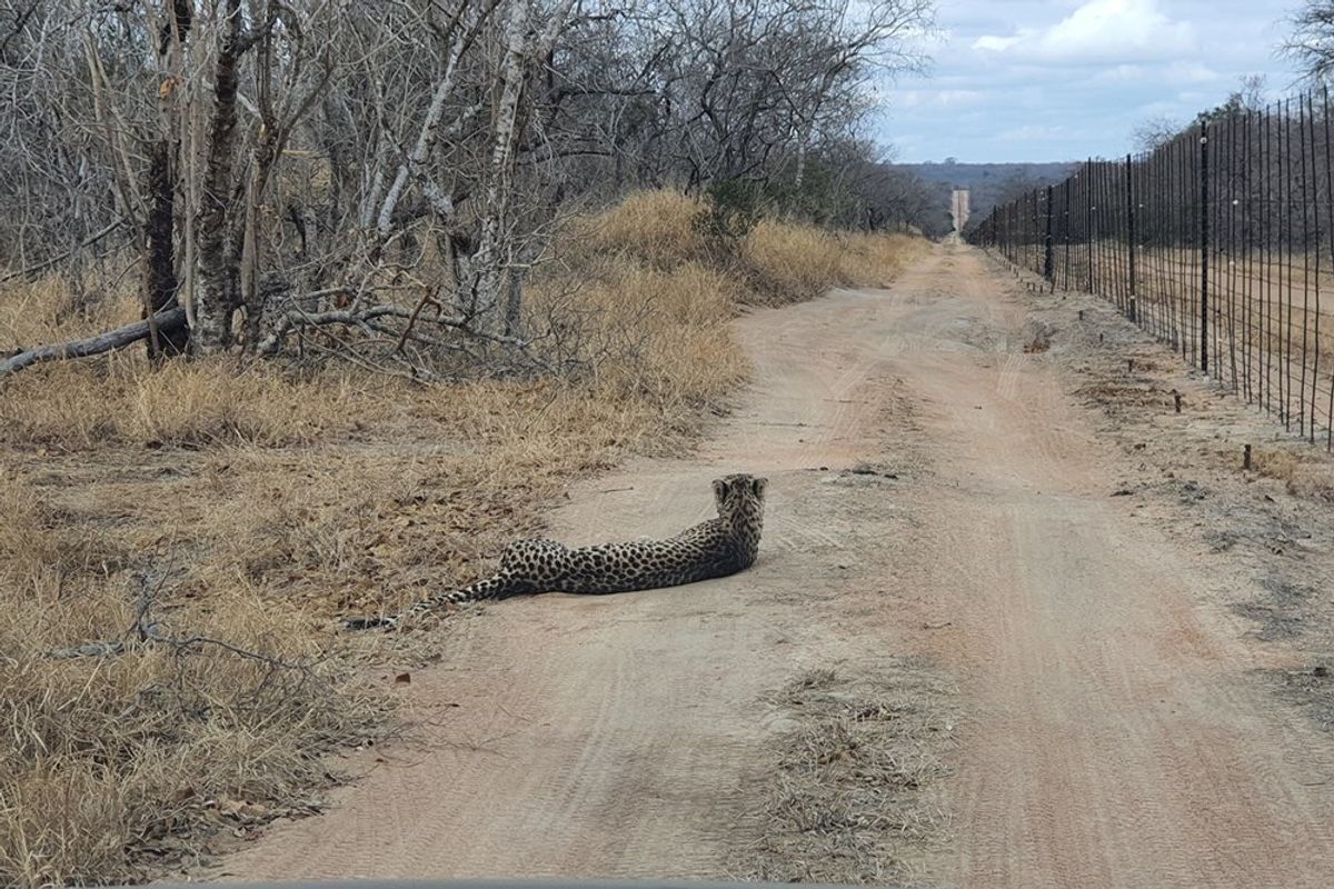 A view of a dirt access road on a vacant residential property, featuring perimeter wire fencing and natural bushveld vegetation.