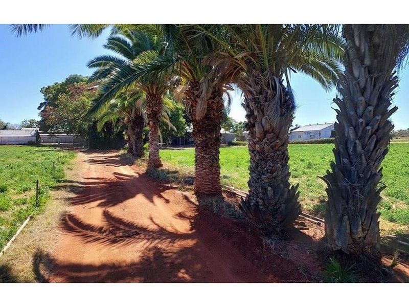 A scenic dirt driveway lined with mature palm trees leading through the farm property with surrounding agricultural land.