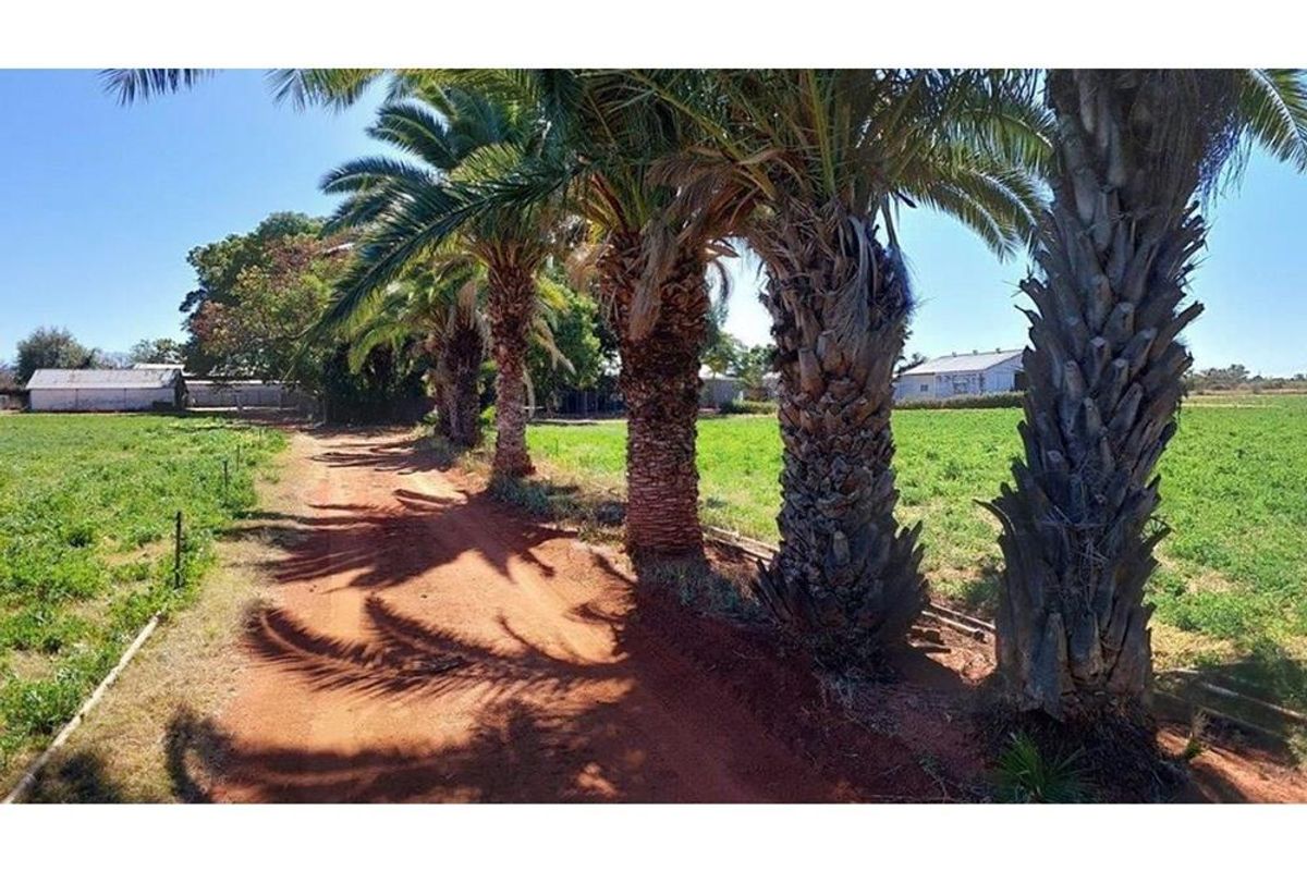A scenic dirt driveway lined with mature palm trees leading through the farm property with surrounding agricultural land.