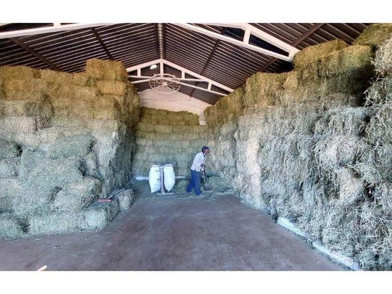 A functional farm utility shed featuring a concrete floor and exposed steel roof trusses, currently utilized for hay storage.