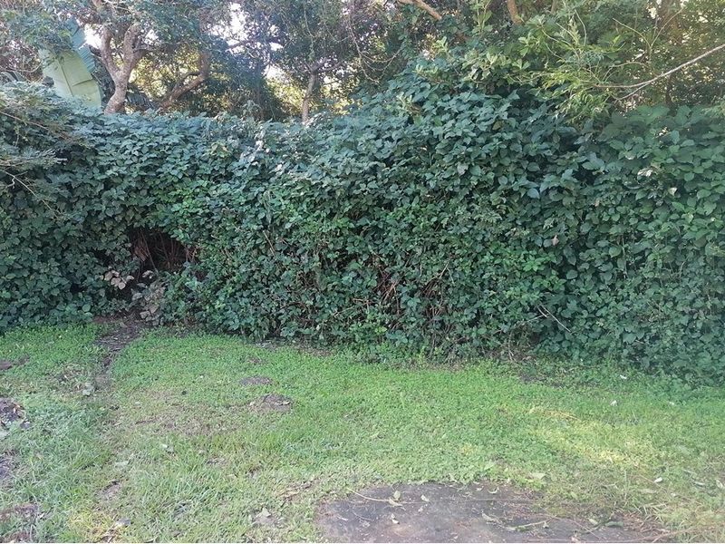 A view of the residential garden area featuring a lawn and dense perimeter hedging requiring maintenance.