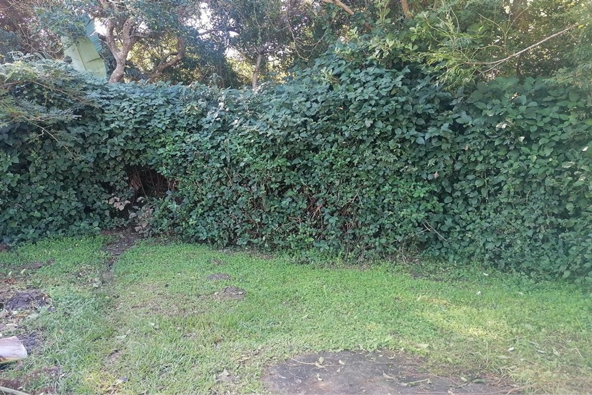 A view of the residential garden area featuring a lawn and dense perimeter hedging requiring maintenance.