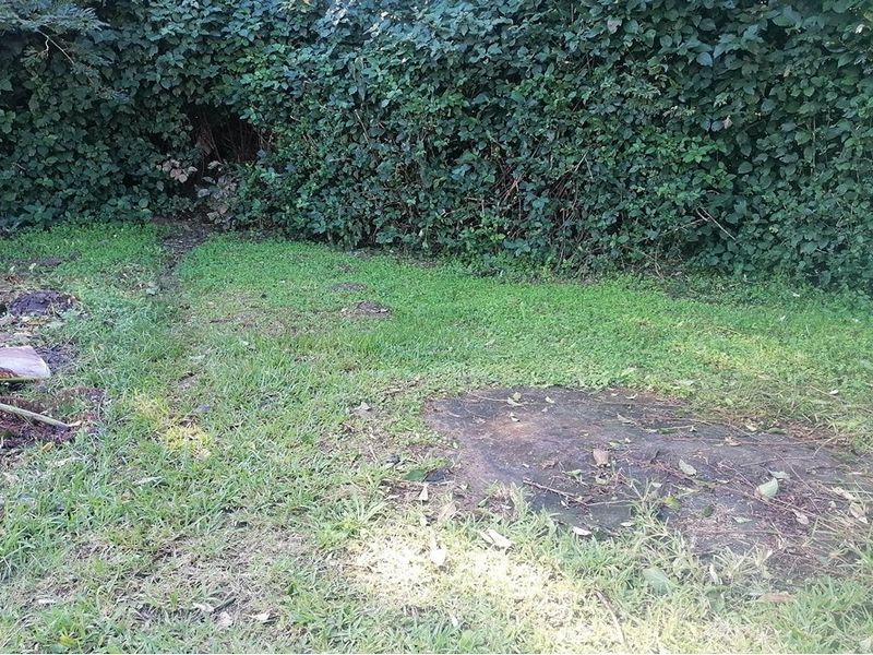A view of a residential garden area featuring established hedging and lawn, requiring maintenance and landscaping.
