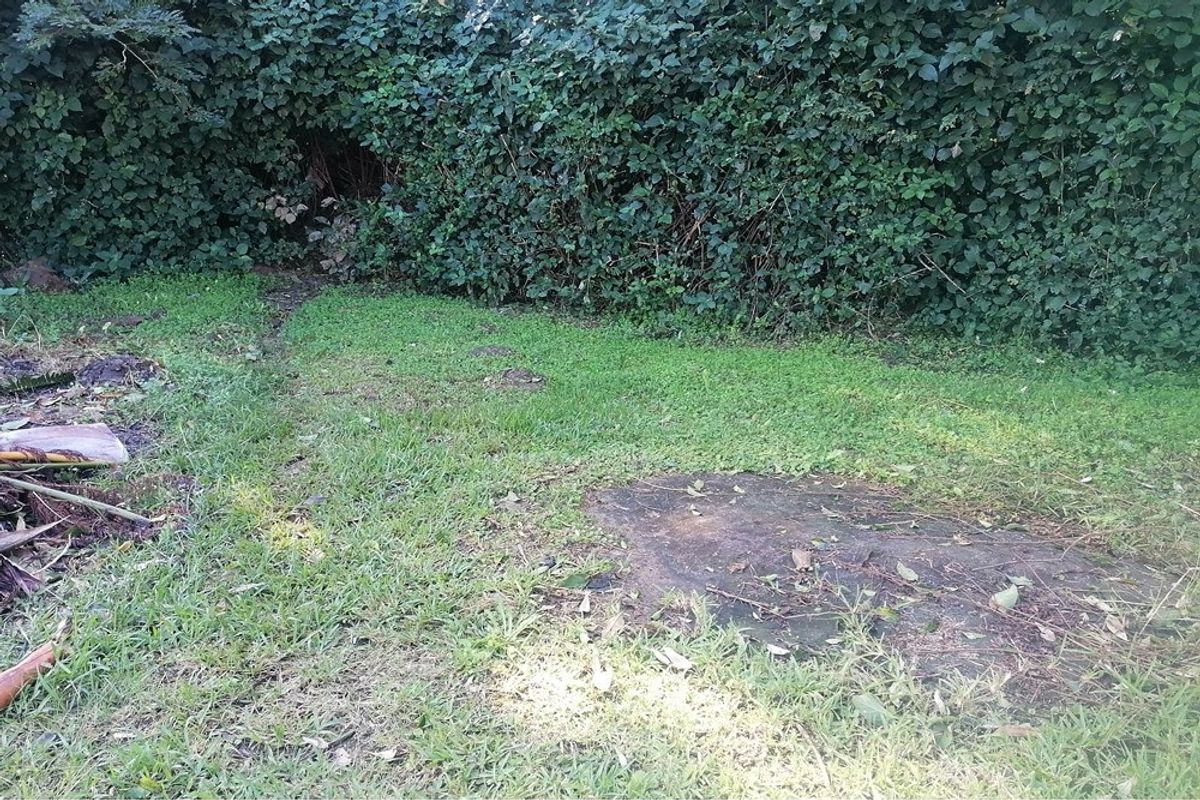 A view of a residential garden area featuring established hedging and lawn, requiring maintenance and landscaping.