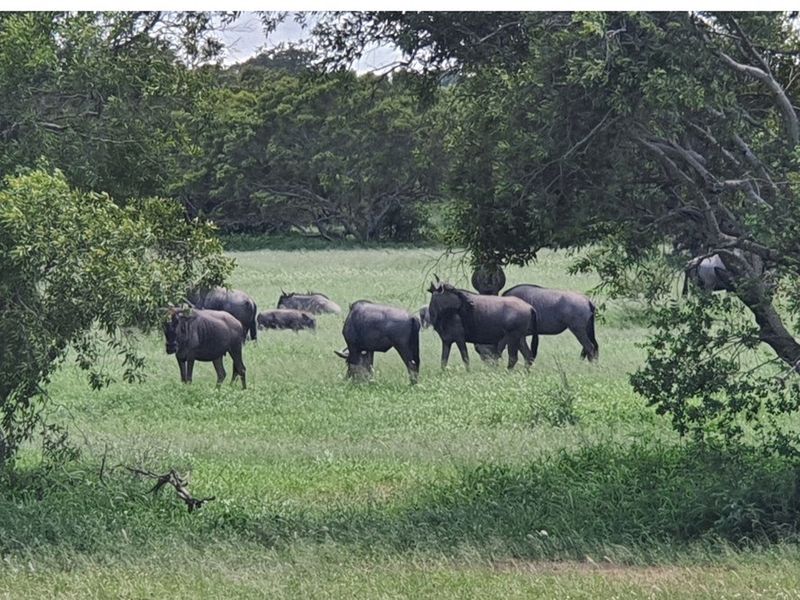 Vacant Land For Sale in Hoedspruit - Photo 9