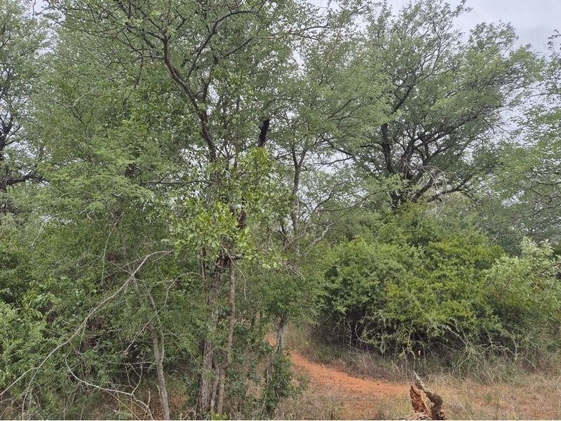 Vacant Land For Sale in Hoedspruit - Photo 8
