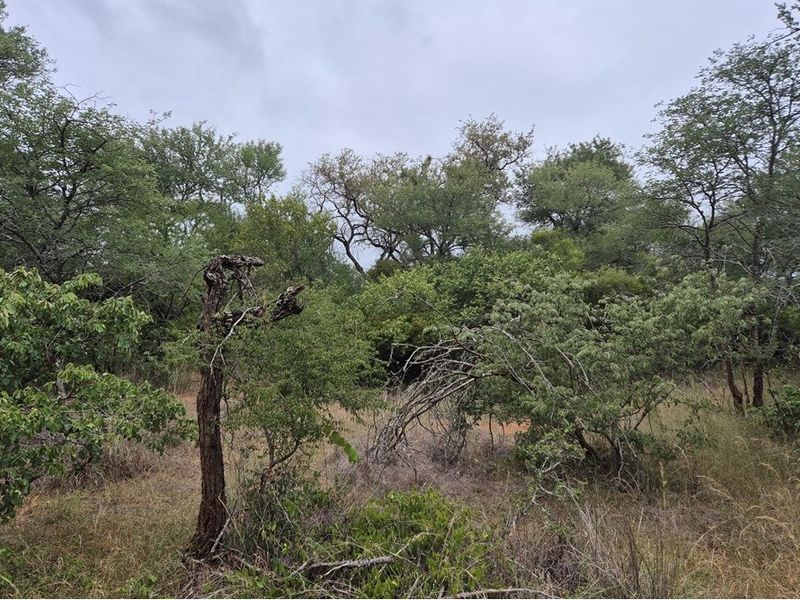 Vacant Land For Sale in Hoedspruit - Photo 2
