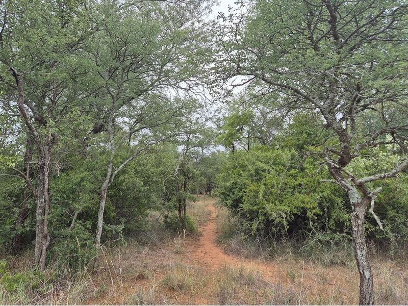 Vacant Land For Sale in Hoedspruit - Photo 3