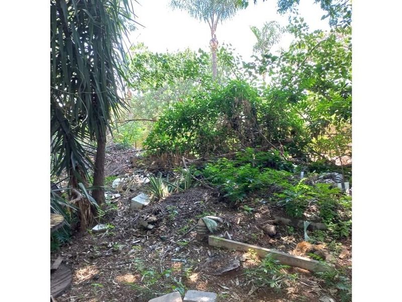 An overgrown garden area requiring significant clearing and landscaping to restore the outdoor space.