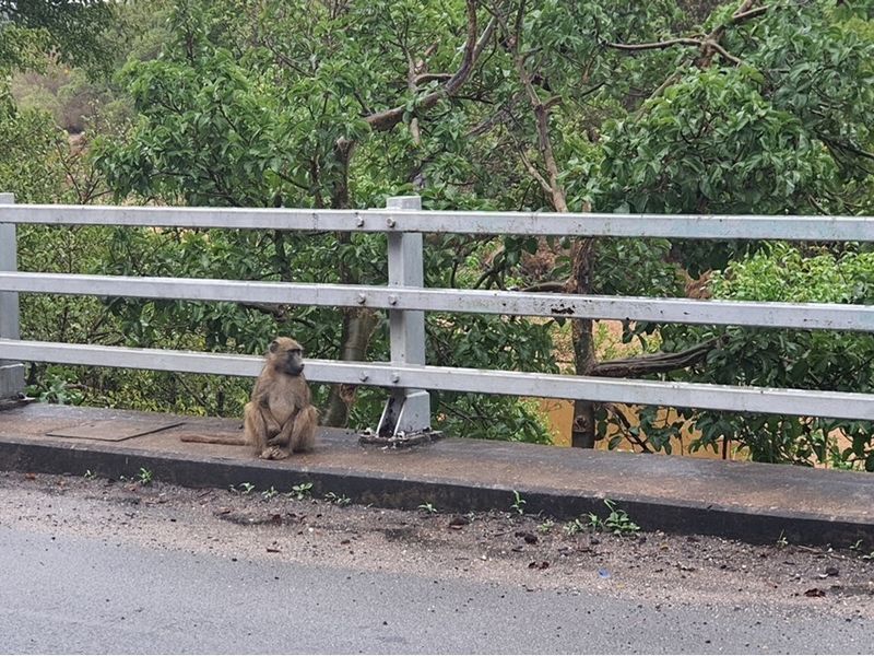 Vacant Land For Sale in Elephant Rock Eco Estate, Hoedspruit - Photo 6