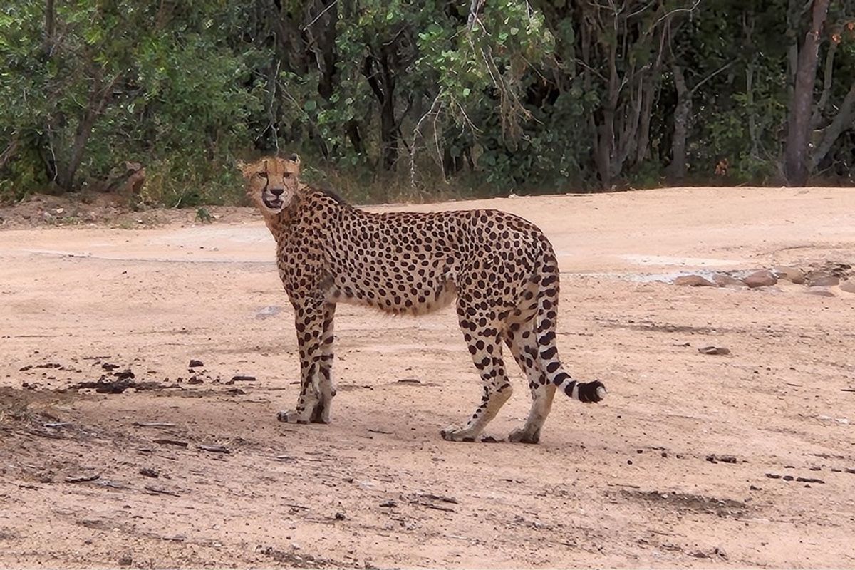 Vacant Land For Sale in Moditlo Nature Reserve, Hoedspruit - Photo 2