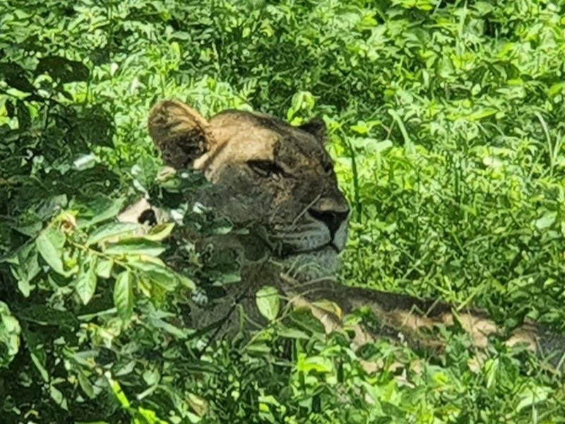 Vacant Land For Sale in Moditlo Nature Reserve, Hoedspruit - Photo 10