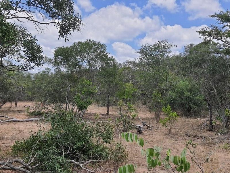 Vacant Land For Sale in Moditlo Nature Reserve, Hoedspruit - Photo 8