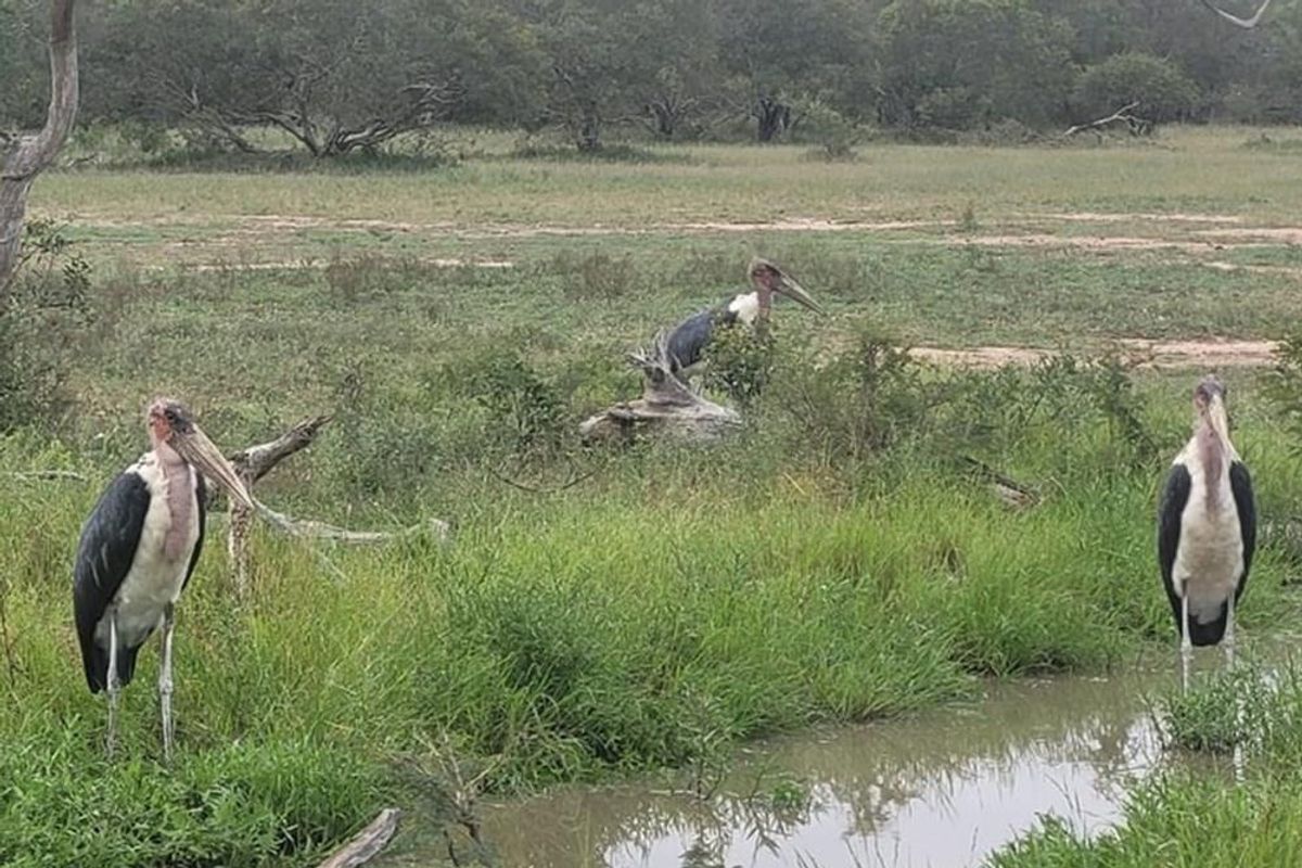 Vacant Land For Sale in Moditlo Nature Reserve, Hoedspruit - Photo 4