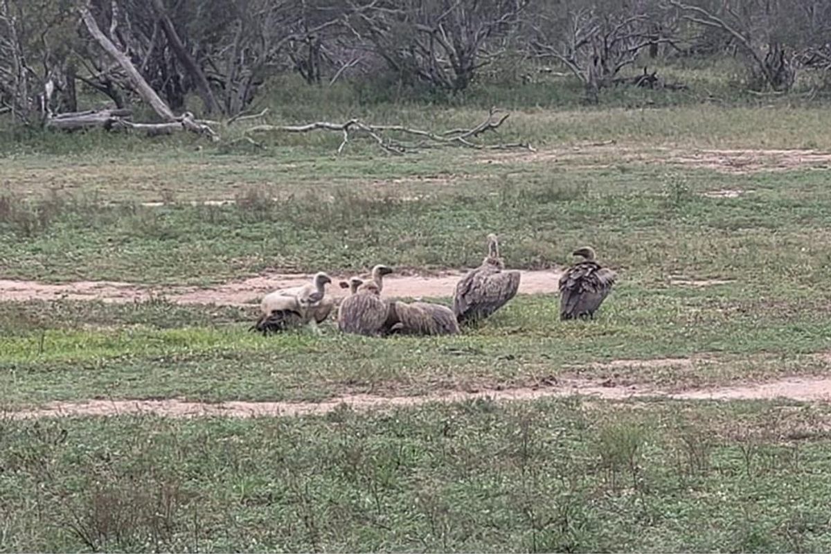 Vacant Land For Sale in Moditlo Nature Reserve, Hoedspruit - Photo 5