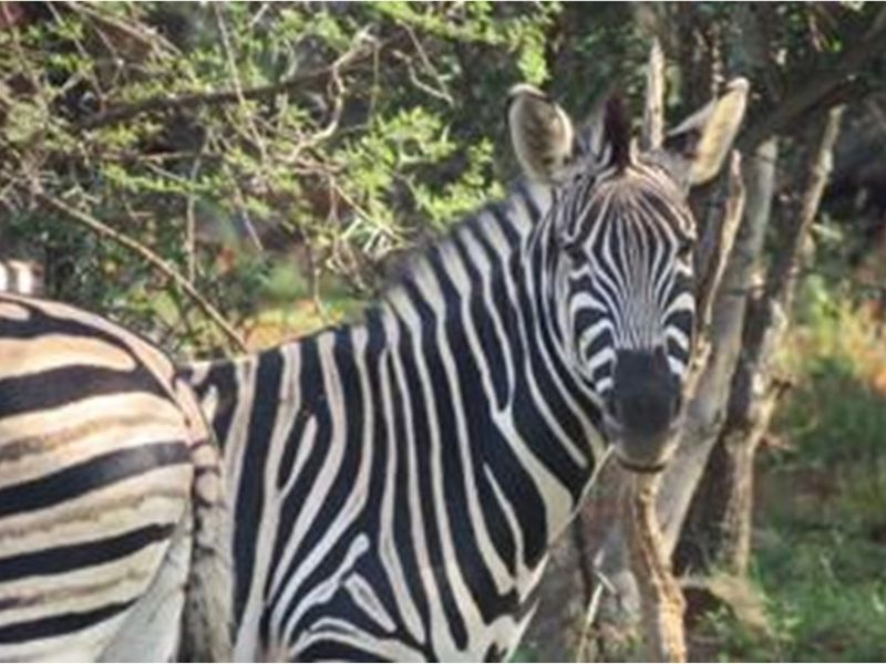 Vacant Land For Sale in Roodeplaat, Pretoria - Photo 10