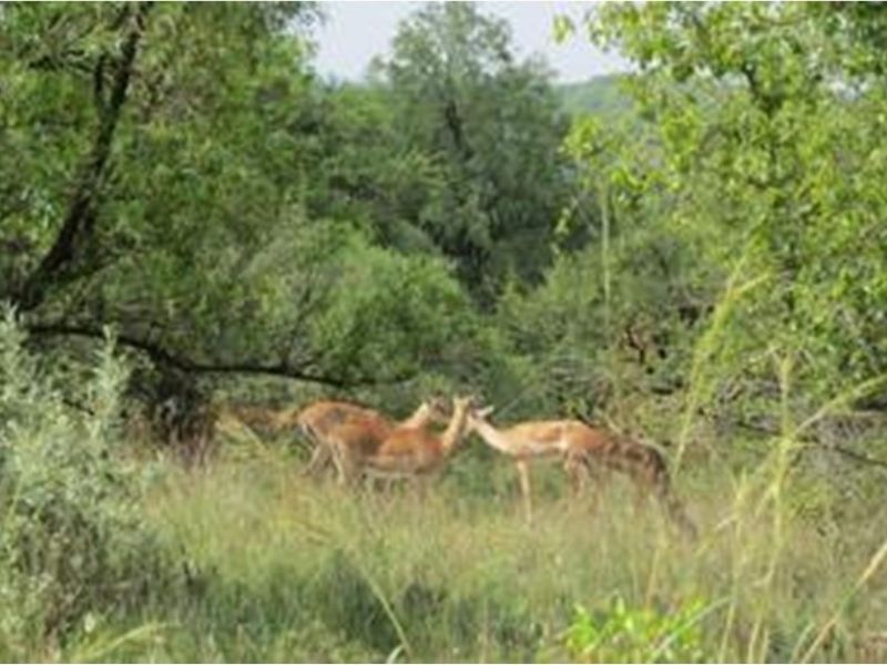 A view of the natural landscape and vegetation on the vacant residential land.