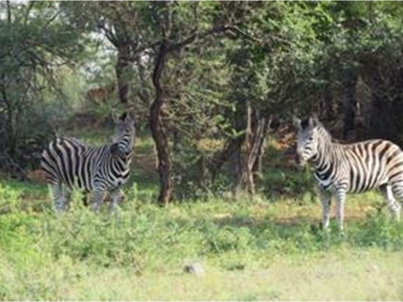 A view of the natural landscape featuring indigenous trees and wildlife on the vacant residential property.