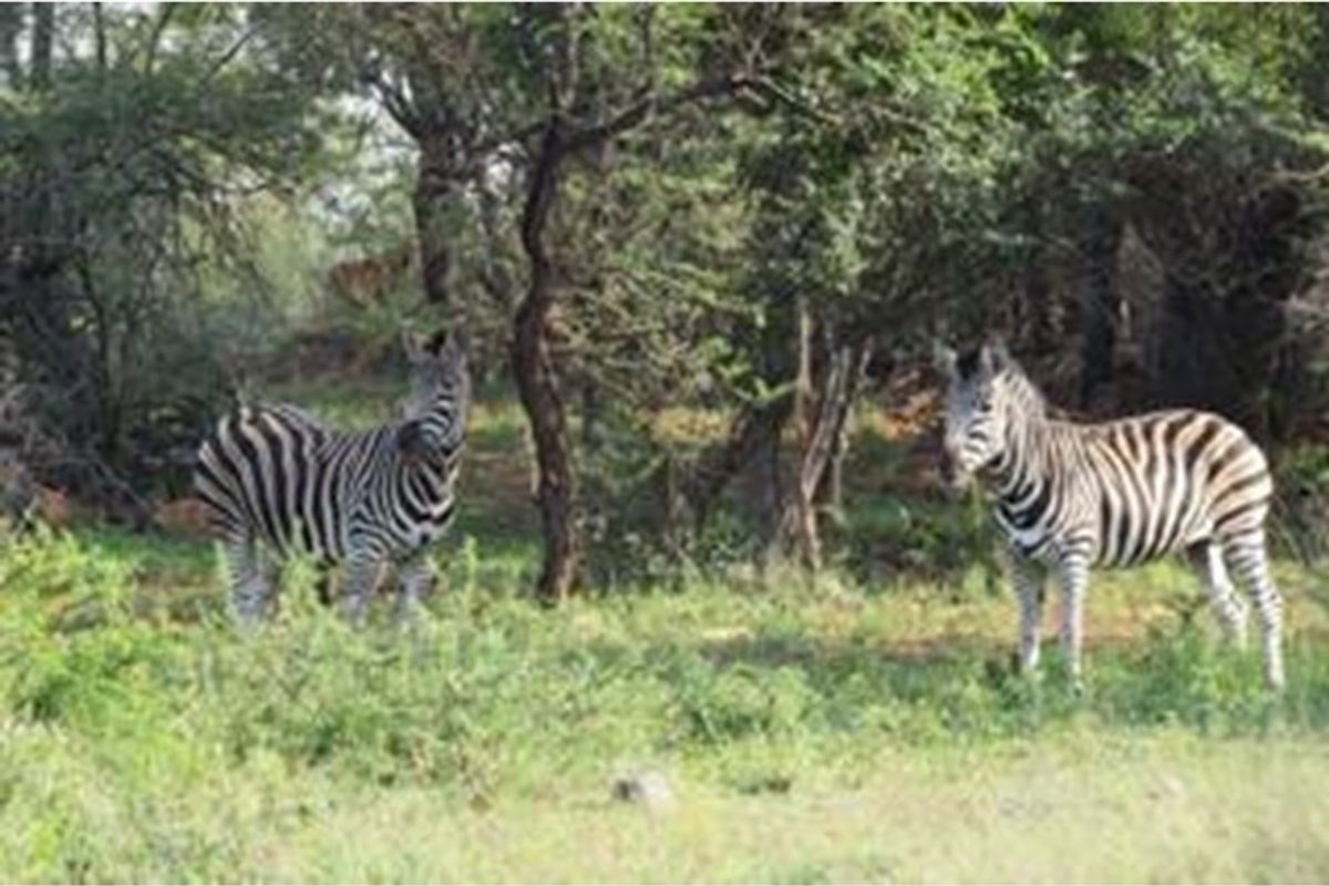 A view of the natural landscape featuring indigenous trees and wildlife on the vacant residential property.