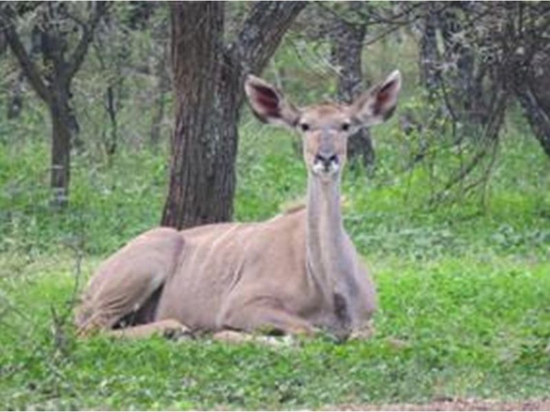 A view of the natural landscape and wildlife present on the vacant residential land.