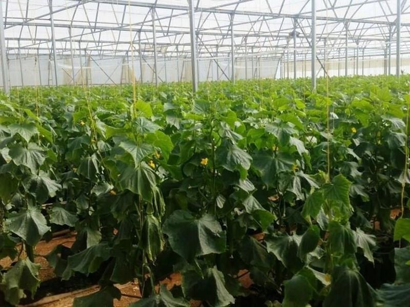 A large-scale commercial greenhouse facility featuring a metal frame structure and established crop cultivation rows.