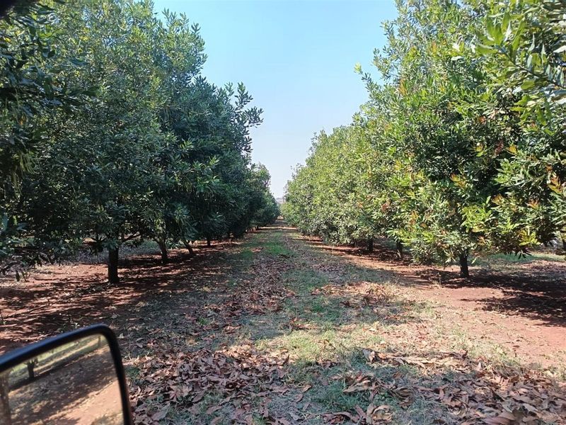 10Hectare Farm with Multiple Homes, Flats and Income-Producing Crops - Photo 10