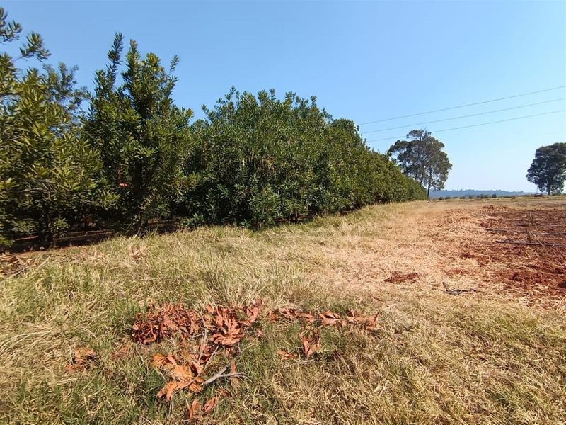 10Hectare Farm with Multiple Homes, Flats and Income-Producing Crops - Photo 6