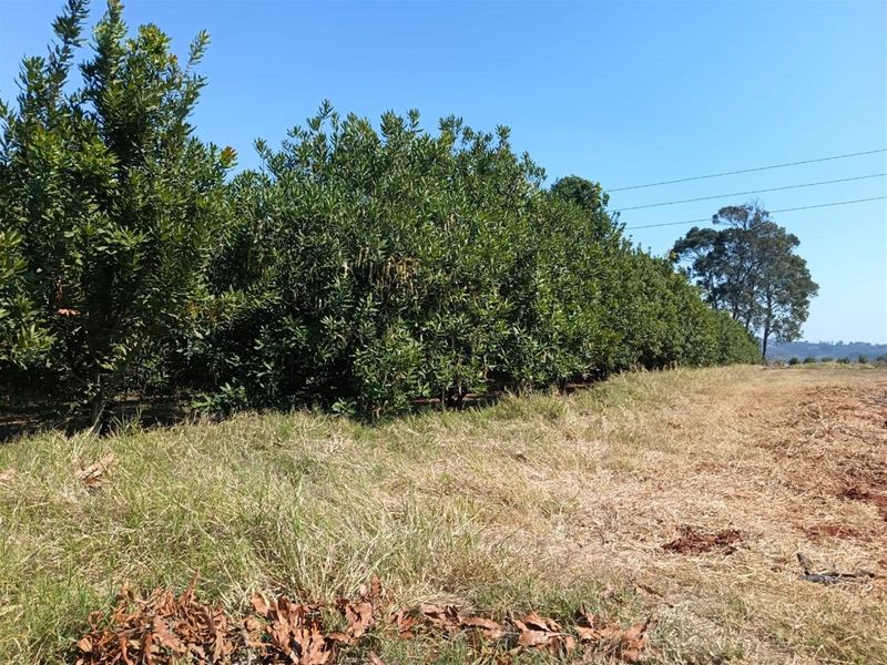 10Hectare Farm with Multiple Homes, Flats and Income-Producing Crops - Photo 8