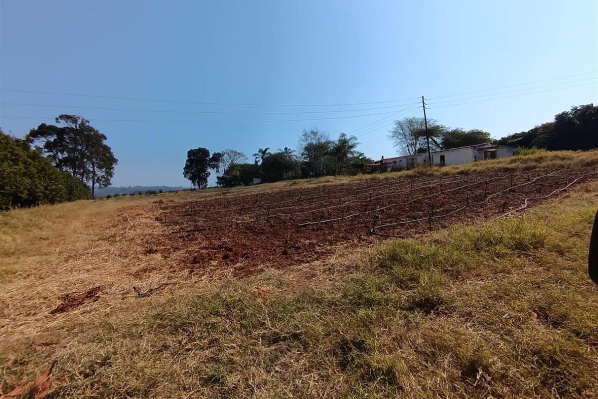 10Hectare Farm with Multiple Homes, Flats and Income-Producing Crops - Photo 5